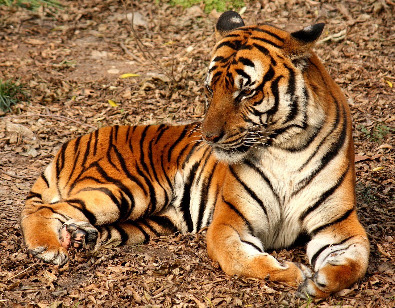 tigar