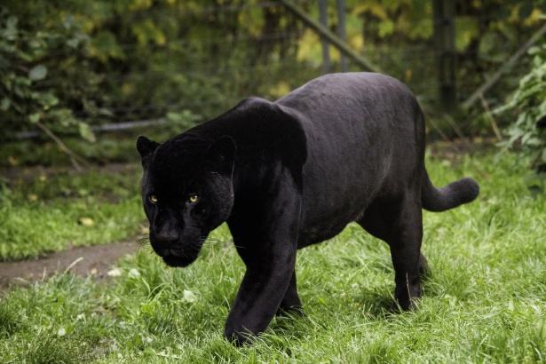 pantera