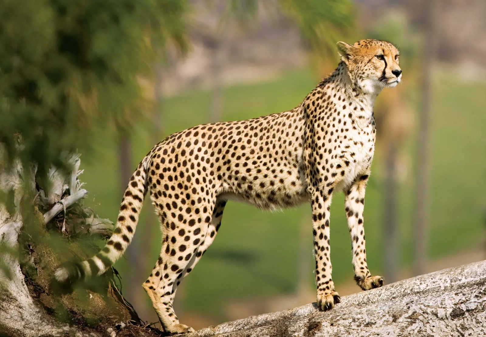 gepard
