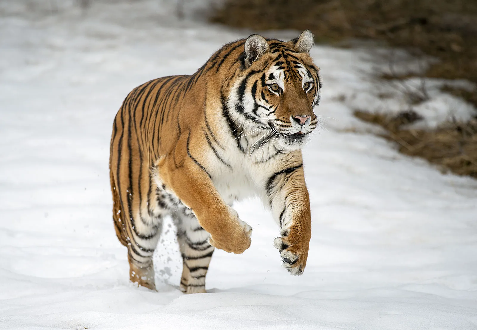 tigar
