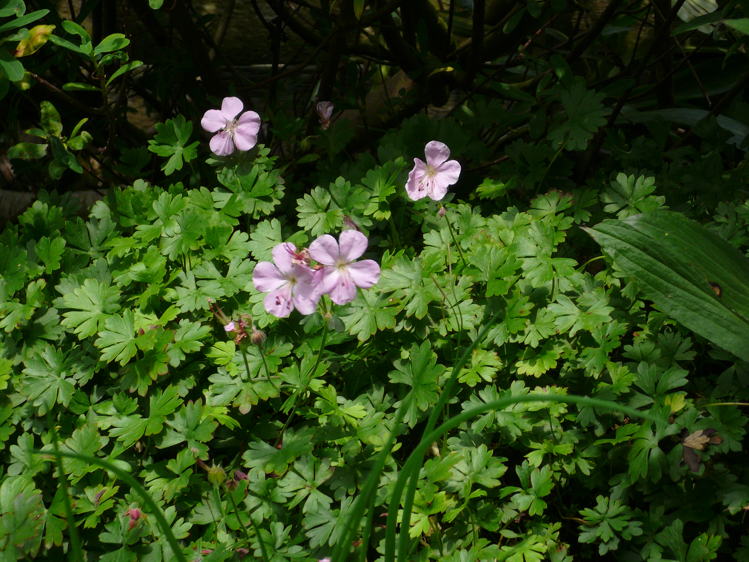 dalmatinska iglica