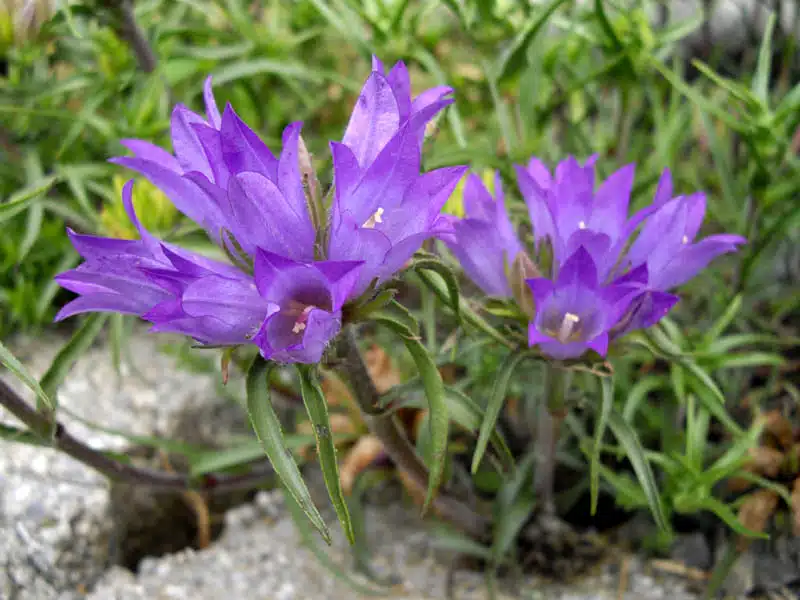 biokovo zvonce