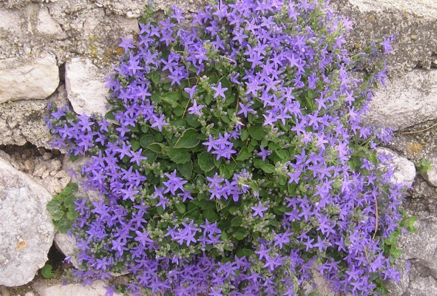istarski zvončić